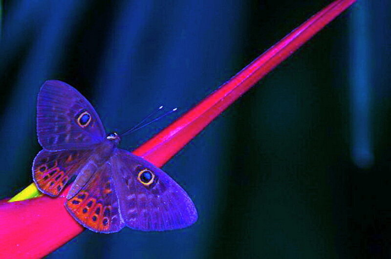 Butterfly on Flower — Blue, Dramatic