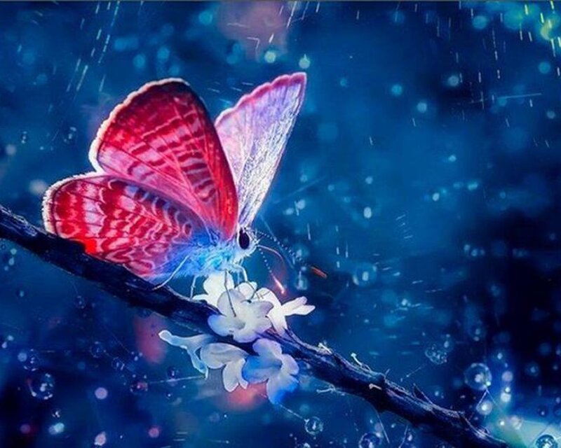 Butterfly on Flower — Blue, Dreamy