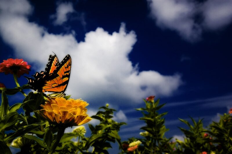 Butterfly on Flower — Blue, Serene, Afternoon