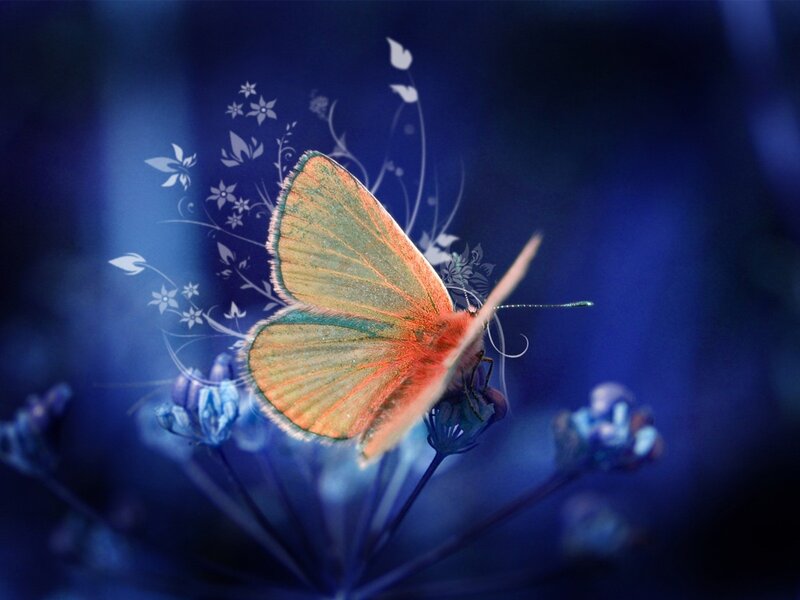 Butterfly on Flower — Blue, Serene, Digital Art, Wing