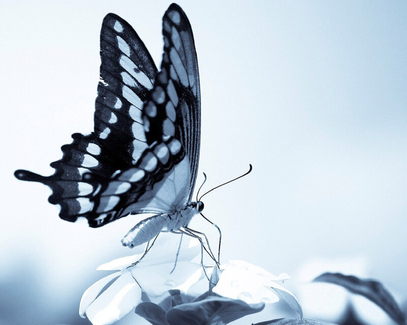 Butterfly on Flower — Blue, Serene, Photograph
