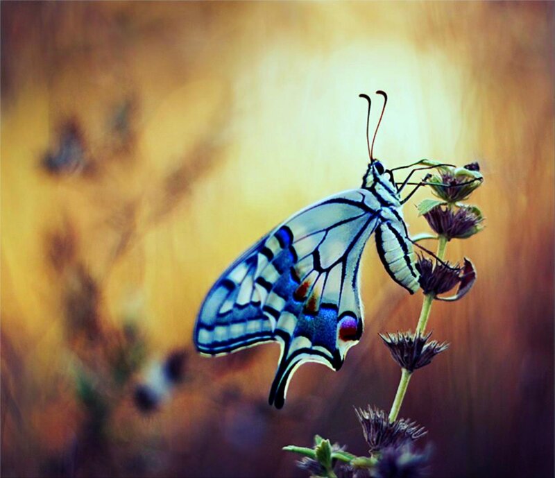 Butterfly on Flower — Blue, Serene, Sunset, Photograph
