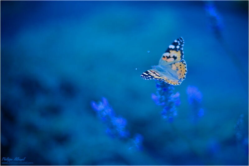 Butterfly on Flower — Blue, Serene