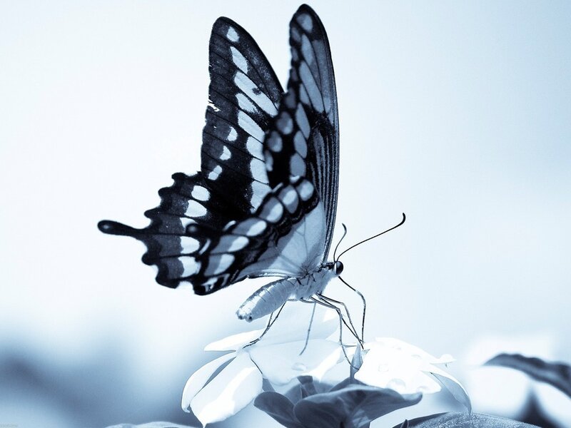 Butterfly on Flower — Blue