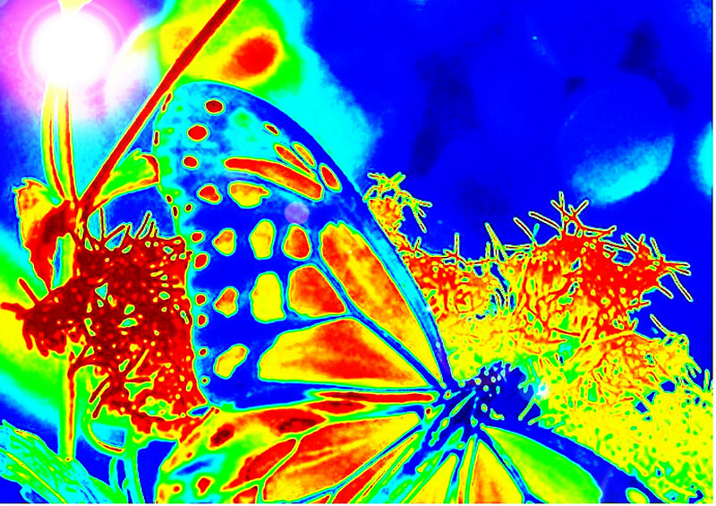 Butterfly on Flower — Blue, Vibrant