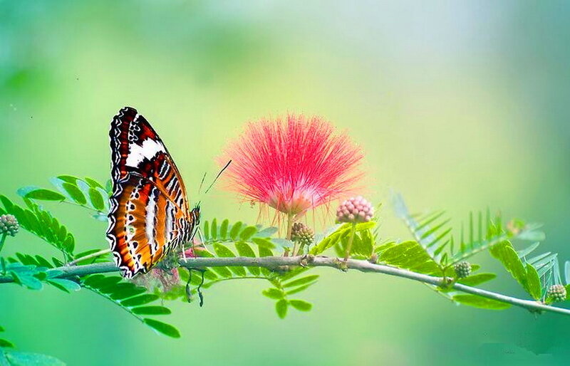 Butterfly on Flower Branch