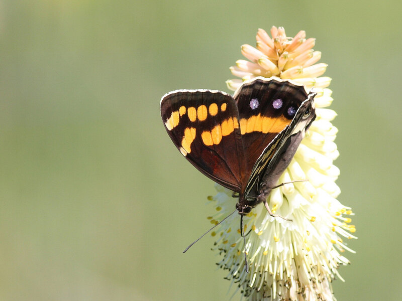 Butterfly on Flower — Brown, Calm, Afternoon, Photograph, Insect