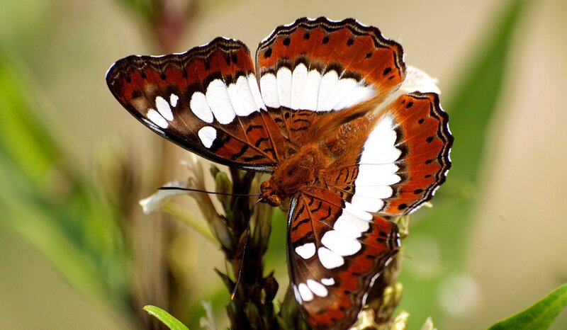Butterfly on Flower — Brown, Calm, Afternoon, Photograph, Plant, Greenery