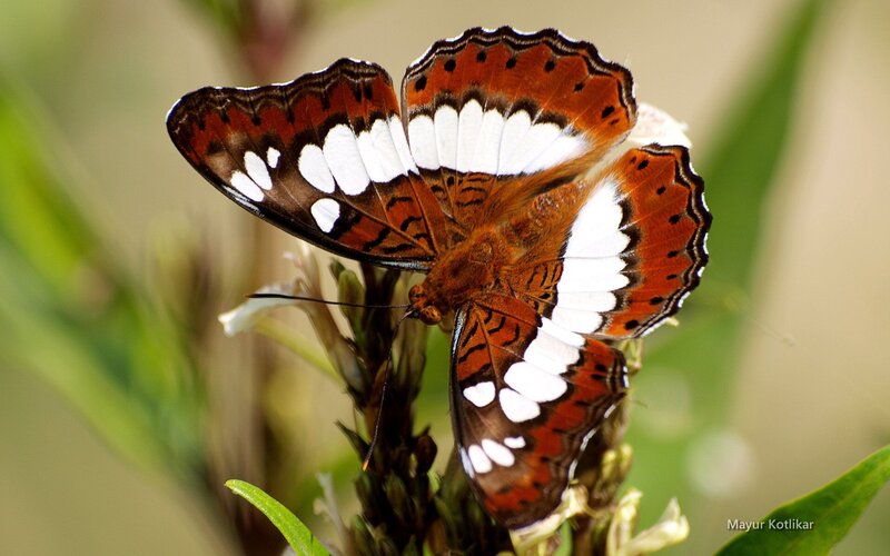 Butterfly on Flower — Brown, Calm, Afternoon, Photograph, Plant