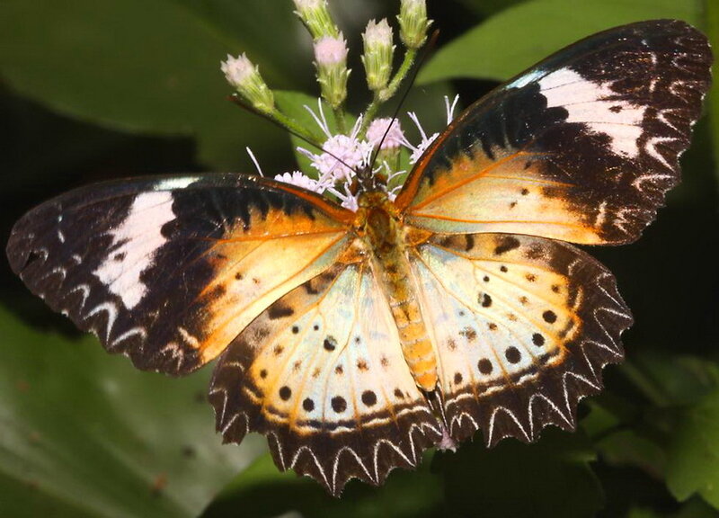 Butterfly on Flower — Brown, Calm, Afternoon