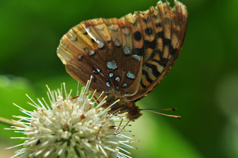 Butterfly on Flower — Brown, Calm