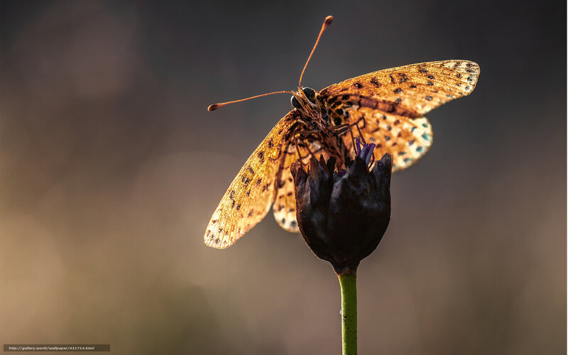 Butterfly on Flower — Brown, Dramatic, Sunset