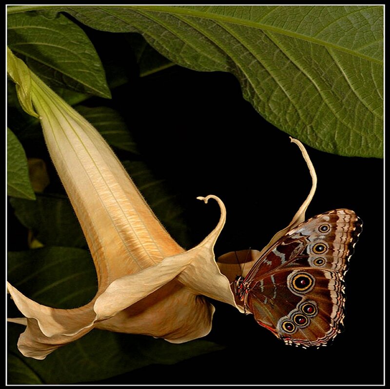 Butterfly on Flower — Brown, Dramatic