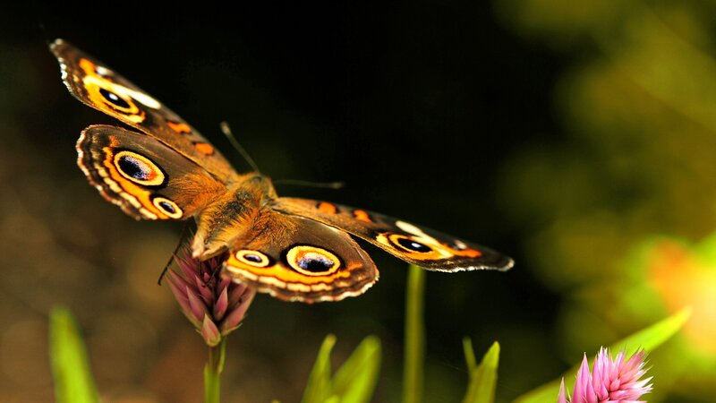 Butterfly on Flower — Brown, Natural, Afternoon, Photograph, Plant