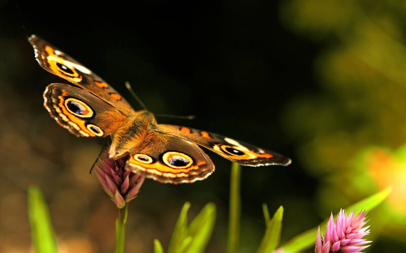 Butterfly on Flower — Brown, Natural, Afternoon