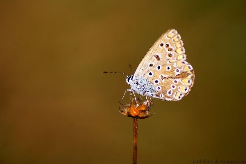 Butterfly on Flower — Brown, Serene, Afternoon