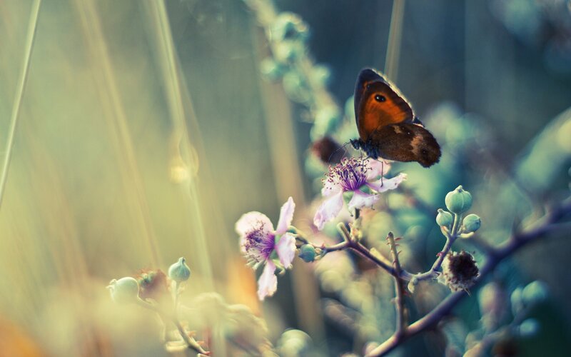 Butterfly on Flower — Brown, Serene, Morning