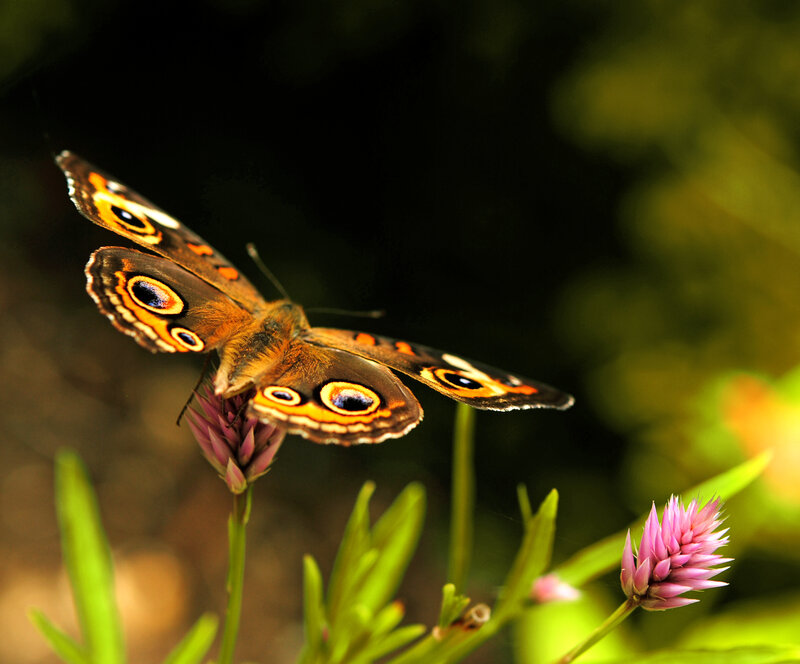 Butterfly on Flower — Brown, Serene