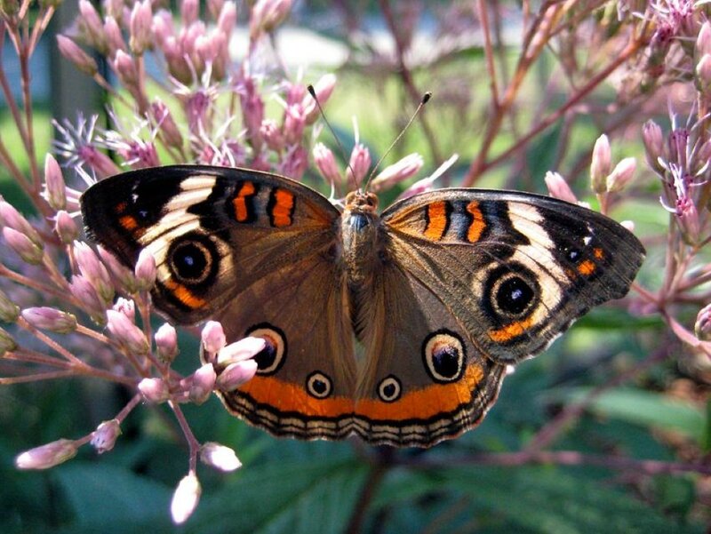 Butterfly on Flower — Brown