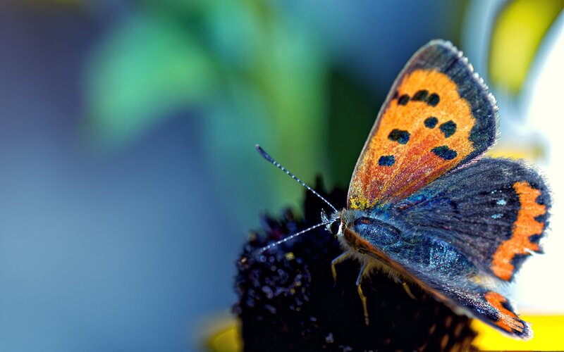 butterfly on flower bud