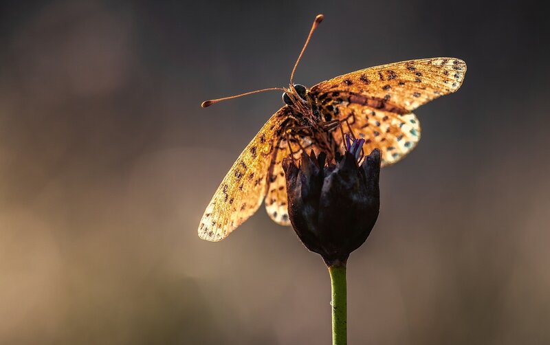 Butterfly on Flower Bud — Brown, Dramatic