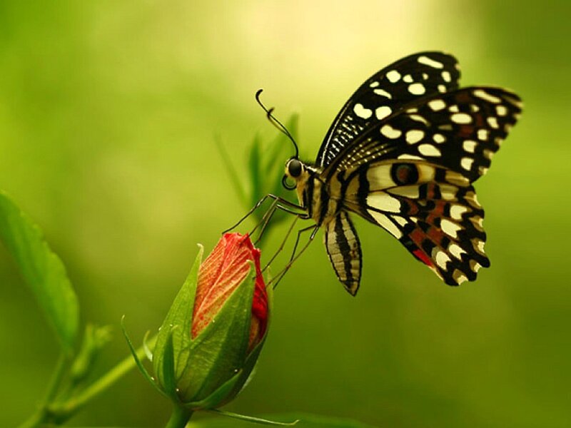 Butterfly on Flower Bud — Green, Calm