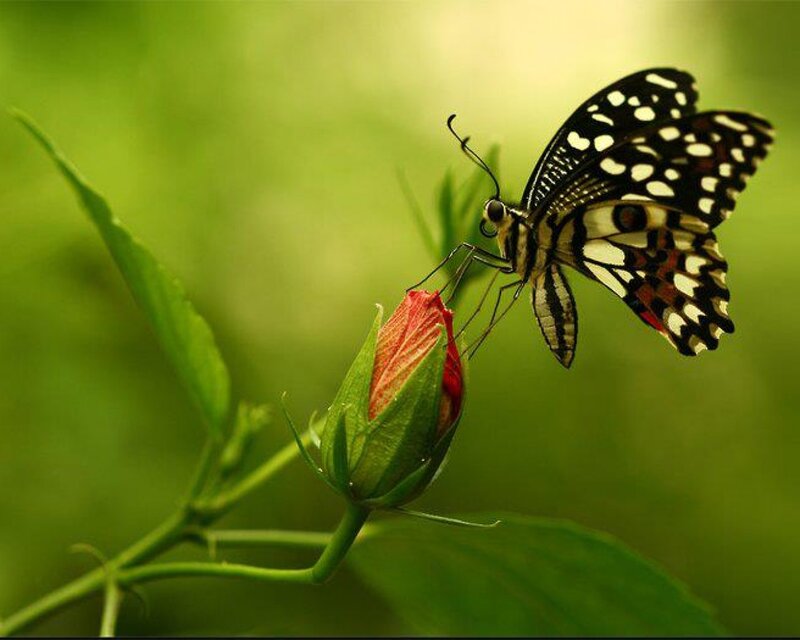 Butterfly on Flower Bud — Green, Serene