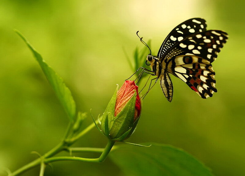 Butterfly on Flower Bud — Green
