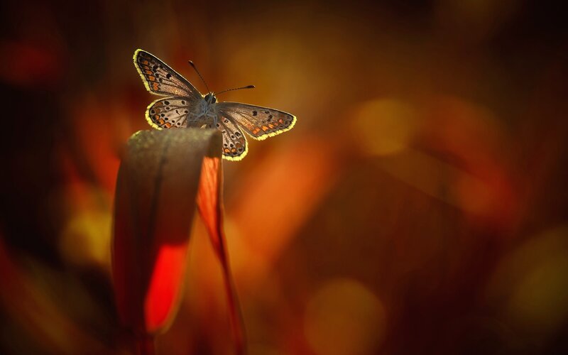 Butterfly on Flower Bud — Orange, Dramatic
