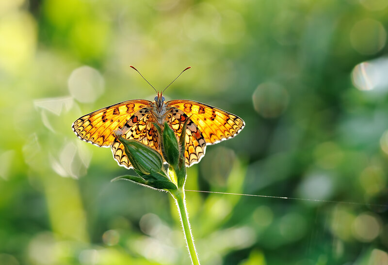 Butterfly on Flower Bud — Orange