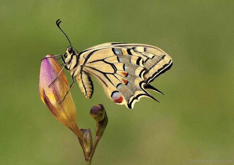 Butterfly on Flower Bud — Yellow, Calm