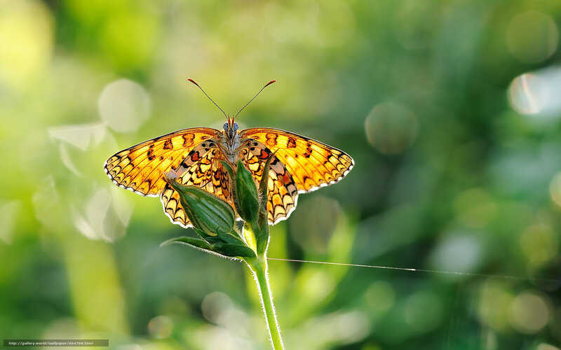 Butterfly on Flower Bud — Yellow, Serene, Morning, Photograph