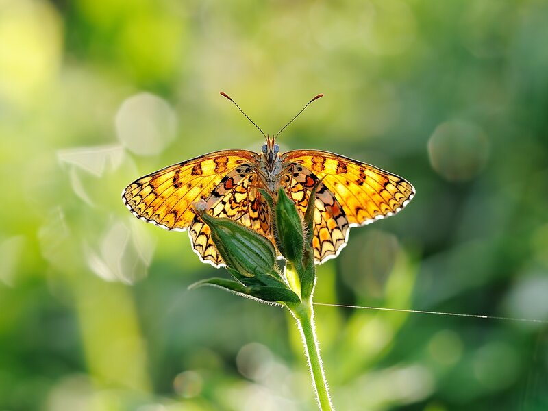 Butterfly on Flower Bud — Yellow, Serene