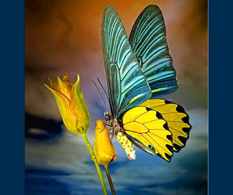 Butterfly on Flower Bud — Yellow