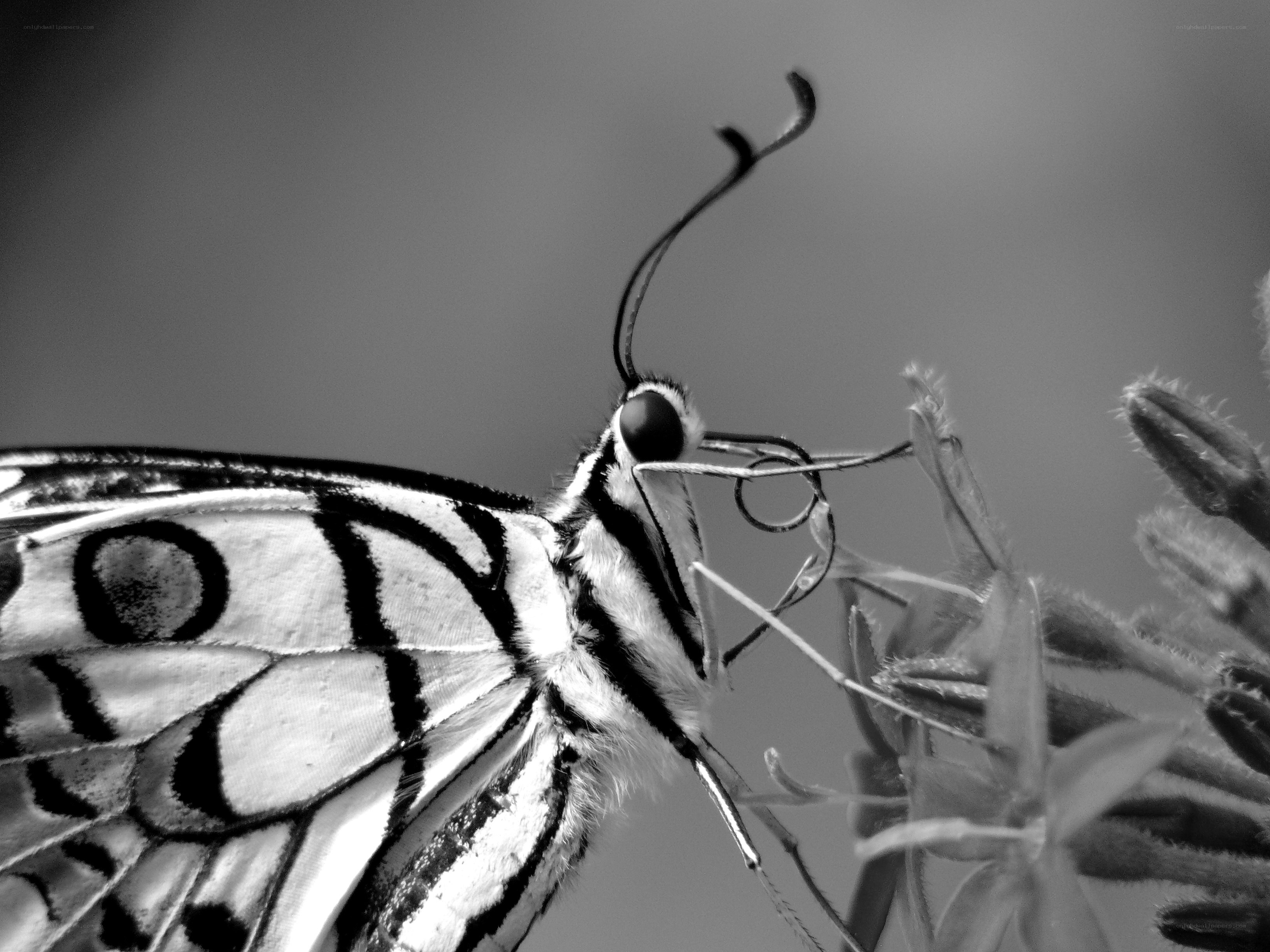 butterfly on flower bud