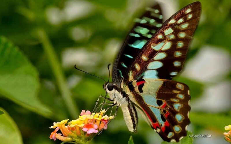 Butterfly on Flower — Green, Calm, Afternoon, Photograph, Leaf, Insect