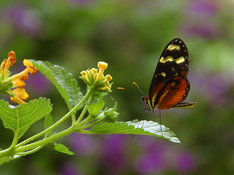 Butterfly on Flower — Green, Calm, Afternoon, Photograph