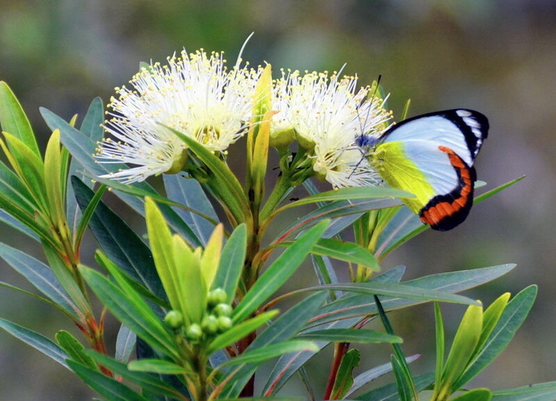 Butterfly on Flower — Green, Calm, Afternoon