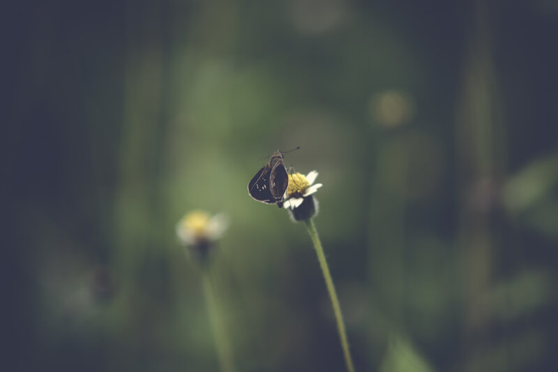 Butterfly on Flower — Green, Calm, Photograph, Insect