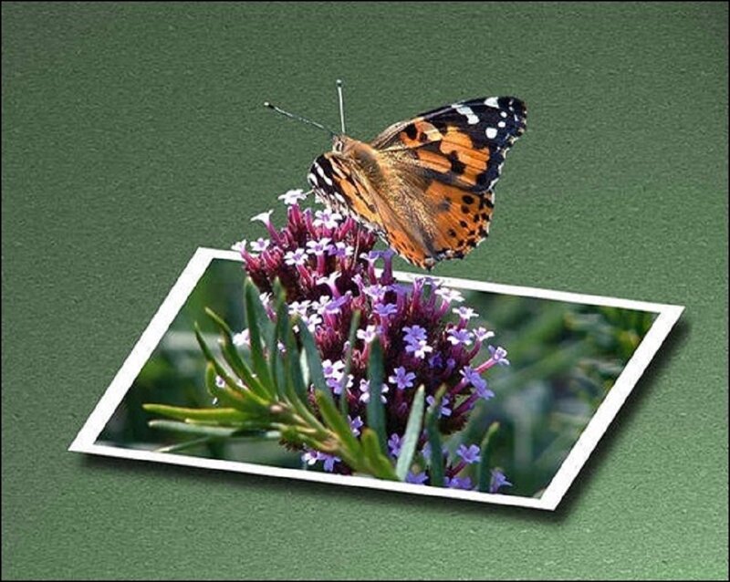 Butterfly on Flower — Green, Calm, Photograph, Photo