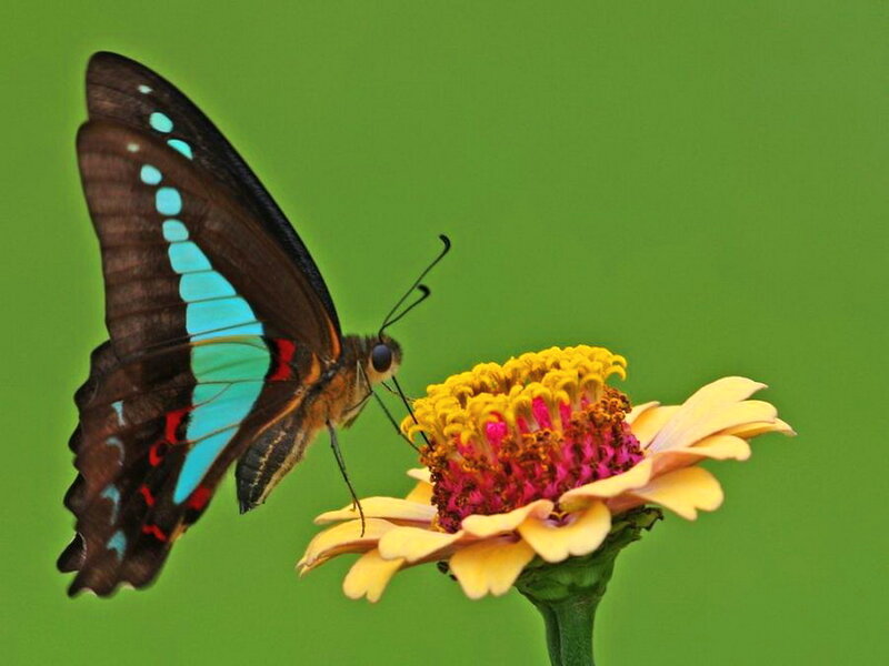 Butterfly on Flower — Green, Calm, Photograph