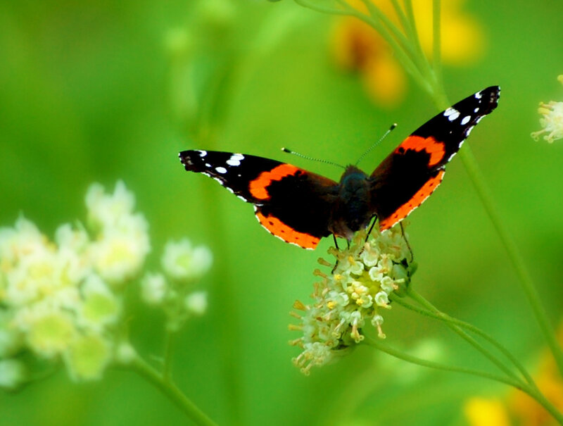 Butterfly on Flower — Green, Calm