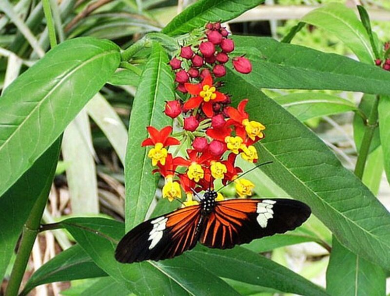 Butterfly on Flower — Green, Natural, Afternoon, Photograph