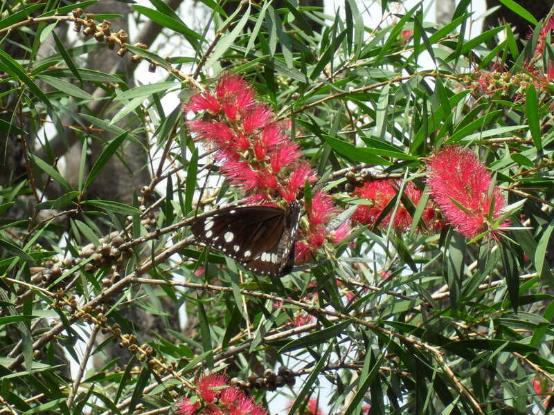 Butterfly on Flower — Green, Natural
