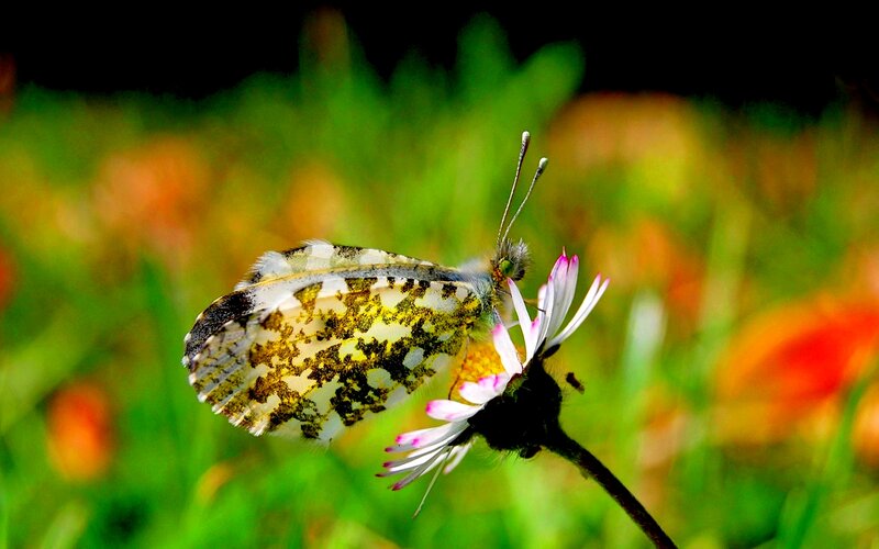 Butterfly on Flower — Green, Serene, Afternoon, Photograph, Grass