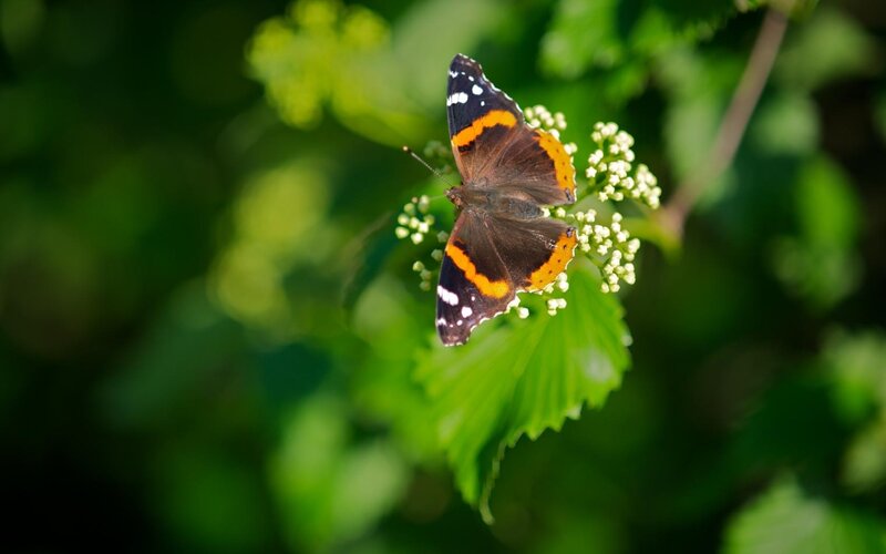 Butterfly on Flower — Green, Serene, Afternoon, Photograph, Leaf, Plant