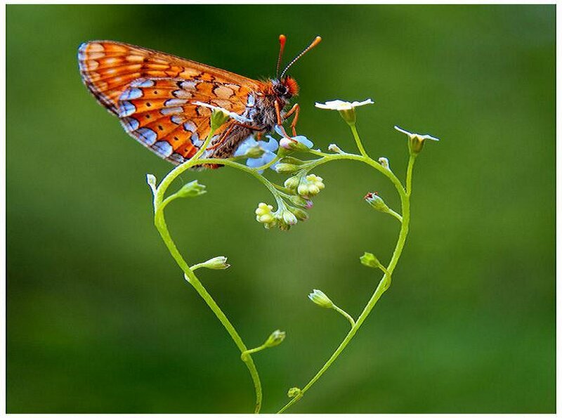 Butterfly on Flower — Green, Serene, Afternoon, Photograph, Plant, Greenery, Orange