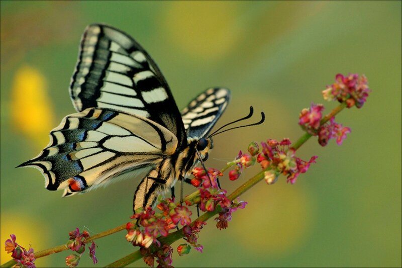 Butterfly on Flower — Green, Serene, Afternoon, Photograph