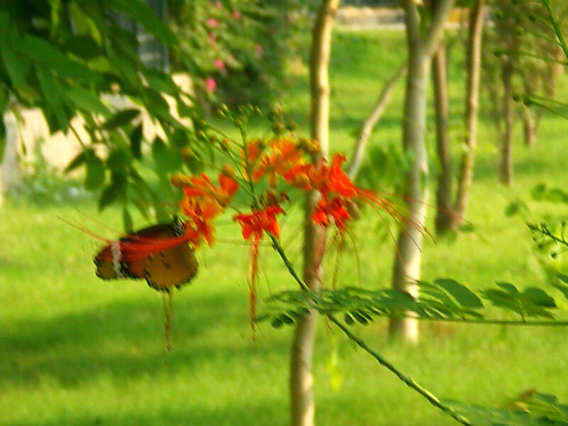 Butterfly on Flower — Green, Serene, Afternoon