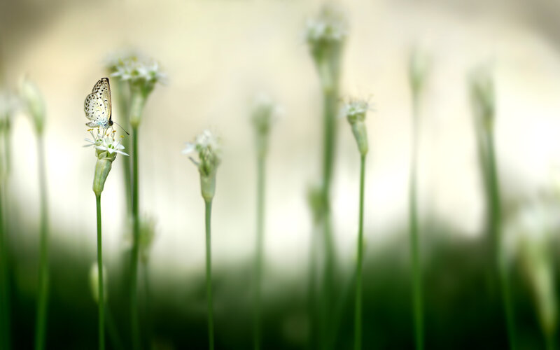 Butterfly on Flower — Green, Serene, Morning, Photograph, Grass, Insect